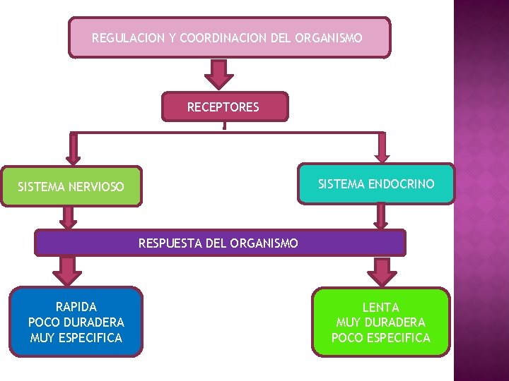 REGULACION Y COORDINACION DEL ORGANISMO RECEPTORES SISTEMA ENDOCRINO SISTEMA NERVIOSO RESPUESTA DEL ORGANISMO RAPIDA