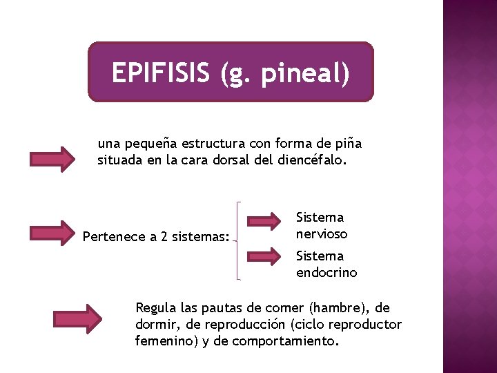 EPIFISIS (g. pineal) una pequeña estructura con forma de piña situada en la cara