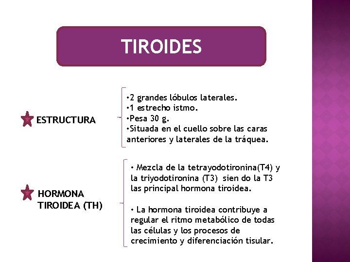 TIROIDES ESTRUCTURA HORMONA TIROIDEA (TH) • 2 grandes lóbulos laterales. • 1 estrecho istmo.