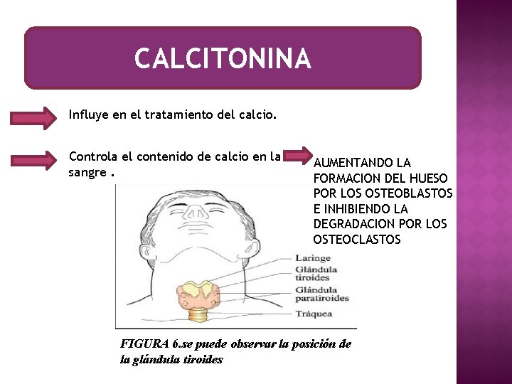 CALCITONINA Influye en el tratamiento del calcio. Controla el contenido de calcio en la