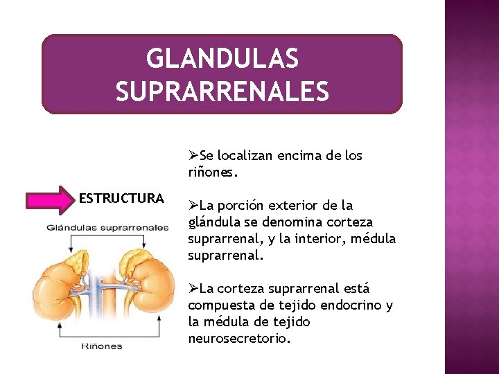 GLANDULAS SUPRARRENALES ØSe localizan encima de los riñones. ESTRUCTURA ØLa porción exterior de la