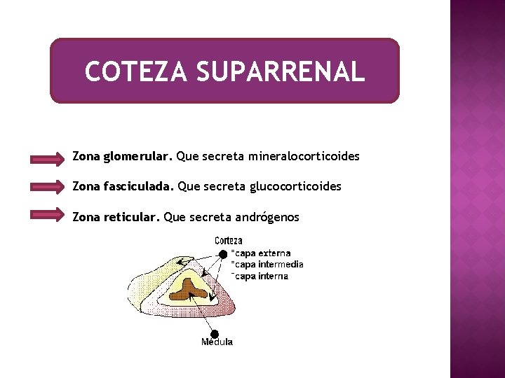 COTEZA SUPARRENAL Zona glomerular. Que secreta mineralocorticoides Zona fasciculada. Que secreta glucocorticoides Zona reticular.