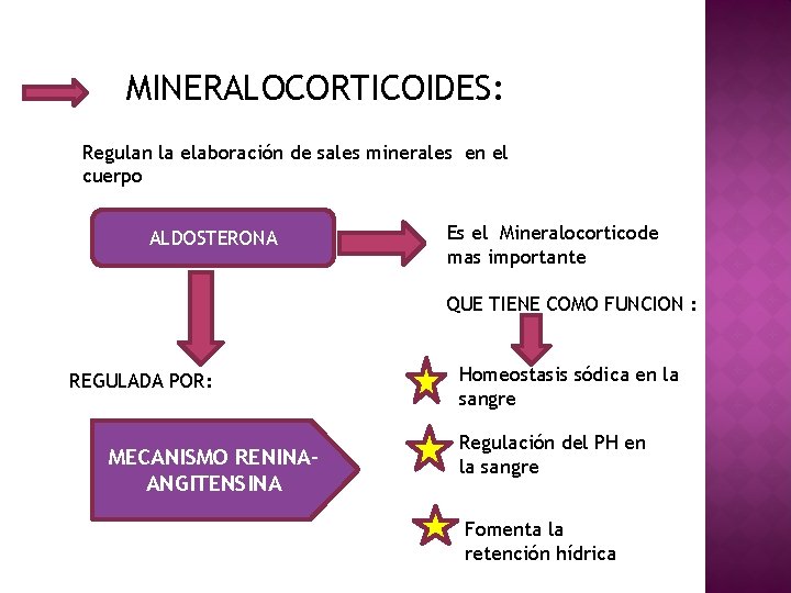 MINERALOCORTICOIDES: Regulan la elaboración de sales minerales en el cuerpo ALDOSTERONA Es el Mineralocorticode