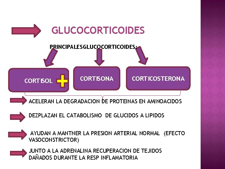 GLUCOCORTICOIDES PRINCIPALESGLUCOCORTICOIDES: CORTISOL CORTISONA CORTICOSTERONA ACELERAN LA DEGRADACION DE PROTEINAS EN AMINOACIDOS DEZPLAZAN EL