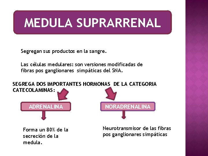 MEDULA SUPRARRENAL Segregan sus productos en la sangre. Las células medulares: son versiones modificadas