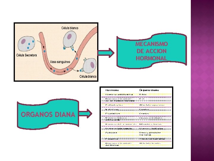 MECANISMO DE ACCION HORMONAL ORGANOS DIANA 