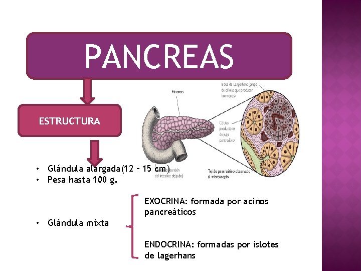PANCREAS ESTRUCTURA • Glándula alargada(12 – 15 cm) • Pesa hasta 100 g. EXOCRINA: