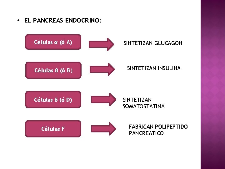  • EL PANCREAS ENDOCRINO: Células α (ó A) SINTETIZAN GLUCAGON Células β (ó