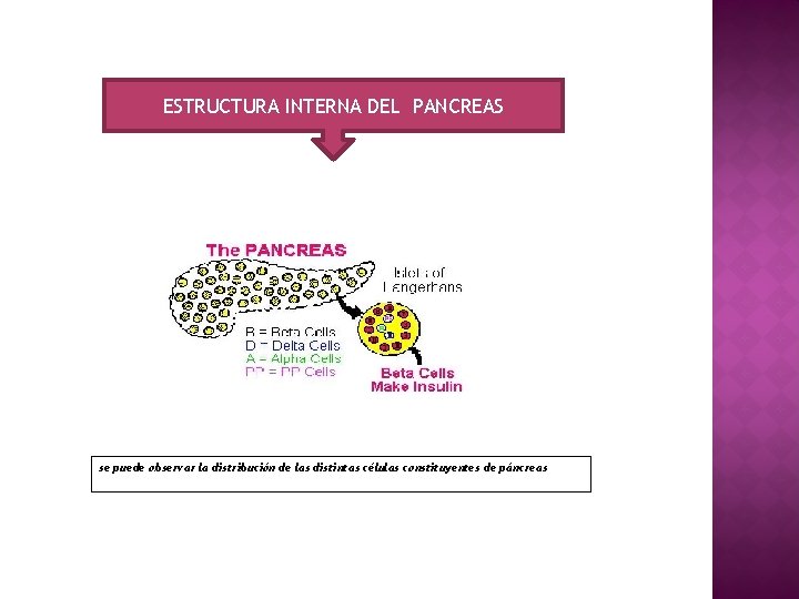 ESTRUCTURA INTERNA DEL PANCREAS se puede observar la distribución de las distintas células constituyentes