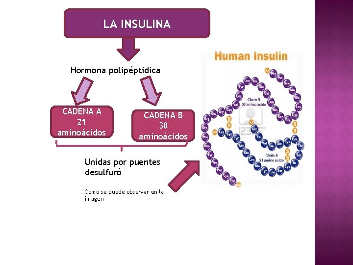 LA INSULINA Hormona polipéptidica CADENA A 21 aminoácidos CADENA B 30 aminoácidos Unidas por
