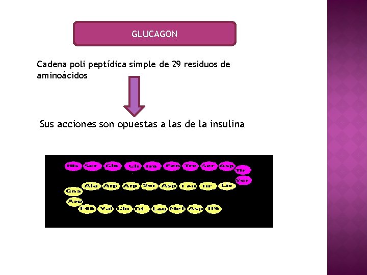 GLUCAGON Cadena poli peptídica simple de 29 residuos de aminoácidos Sus acciones son opuestas