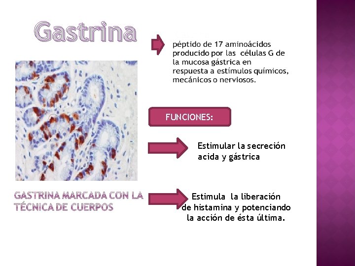 Gastrina FUNCIONES: Estimular la secreción acida y gástrica Estimula la liberación de histamina y