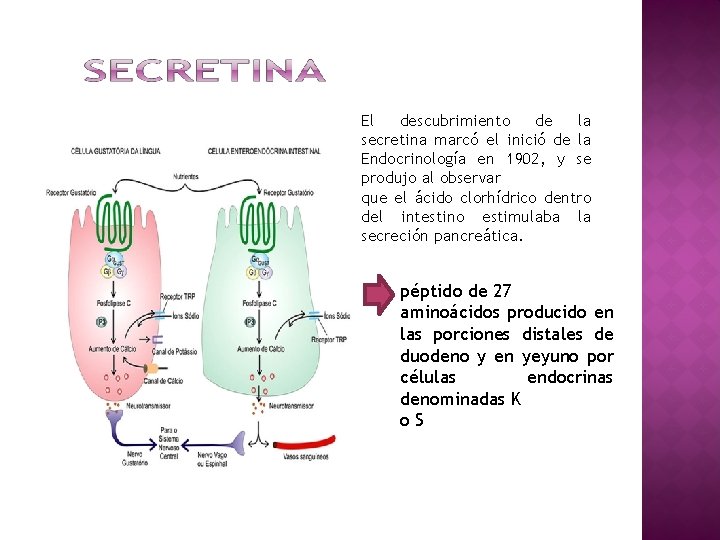 El descubrimiento de la secretina marcó el inició de la Endocrinología en 1902, y