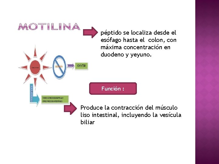 péptido se localiza desde el esófago hasta el colon, con máxima concentración en duodeno