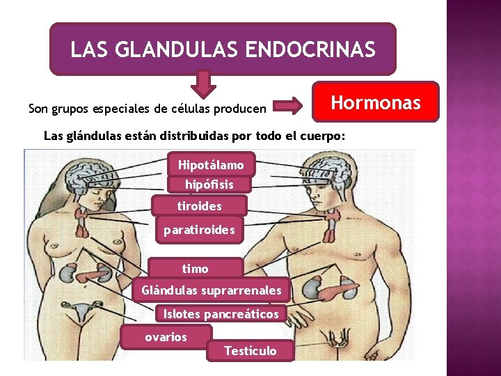 LAS GLANDULAS ENDOCRINAS Son grupos especiales de células producen Hormonas Las glándulas están distribuidas