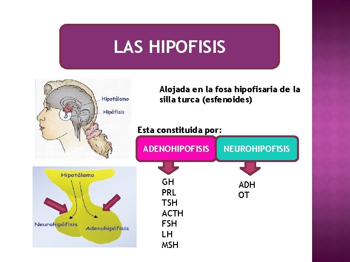 LAS HIPOFISIS Alojada en la fosa hipofisaria de la silla turca (esfenoides) Esta constituida