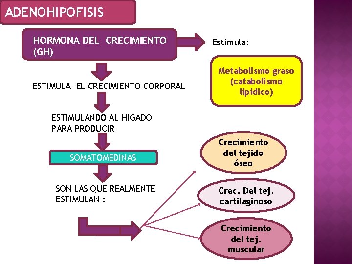 ADENOHIPOFISIS HORMONA DEL CRECIMIENTO (GH) ESTIMULA EL CRECIMIENTO CORPORAL Estimula: Metabolismo graso (catabolismo lipidico)