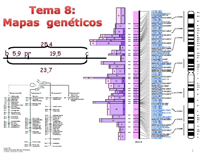 Tema 8: Mapas genéticos b 5, 9 pr 25, 4 19, 5 c 23,