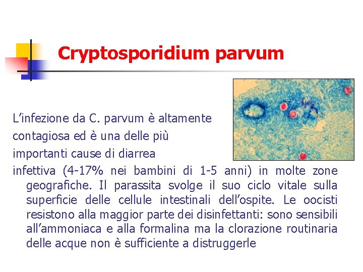 Cryptosporidium parvum L’infezione da C. parvum è altamente contagiosa ed è una delle più