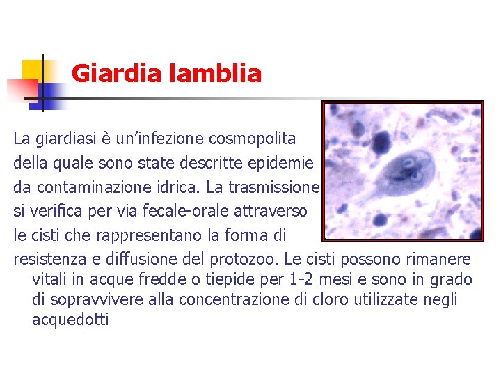 Giardia lamblia La giardiasi è un’infezione cosmopolita della quale sono state descritte epidemie da