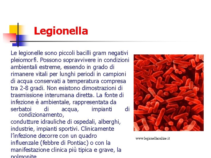 Legionella Le legionelle sono piccoli bacilli gram negativi pleiomorfi. Possono sopravvivere in condizioni ambientali