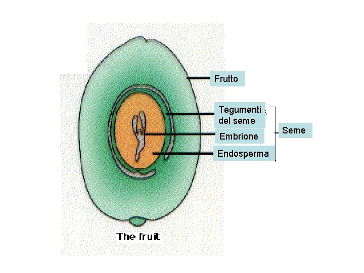 Frutto Tegumenti del seme Embrione Endosperma Seme 