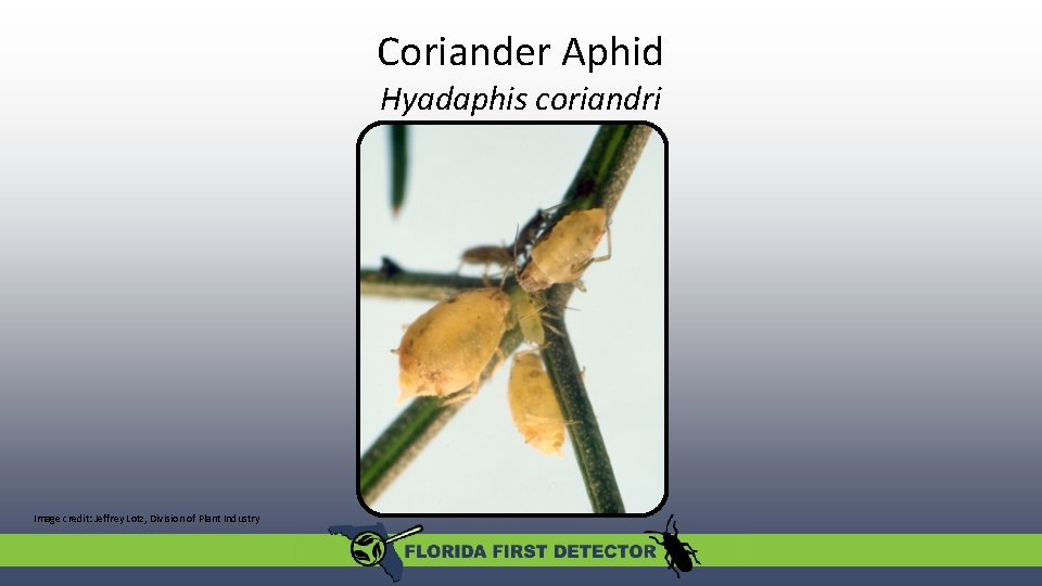 Coriander Aphid Hyadaphis coriandri Image credit: Jeffrey Lotz, Division of Plant Industry Coriander Aphid Hyadaphis coriandri Image credit: Jeffrey Lotz, Division of Plant Industry