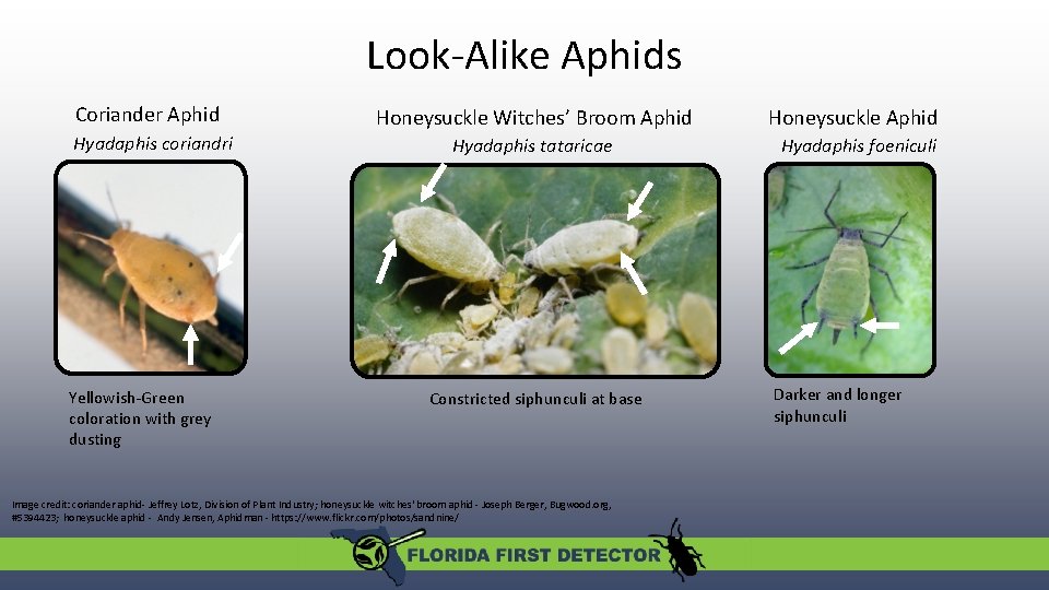 Look-Alike Aphids Coriander Aphid Honeysuckle Witches’ Broom Aphid Honeysuckle Aphid Hyadaphis coriandri Hyadaphis tataricae Look-Alike Aphids Coriander Aphid Honeysuckle Witches’ Broom Aphid Honeysuckle Aphid Hyadaphis coriandri Hyadaphis tataricae