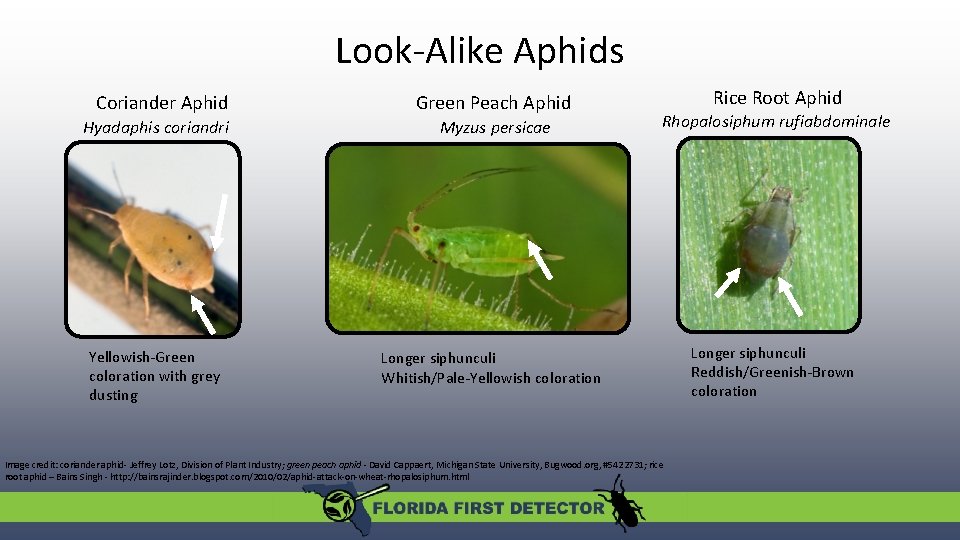 Look-Alike Aphids Coriander Aphid Green Peach Aphid Rice Root Aphid Hyadaphis coriandri Myzus persicae Look-Alike Aphids Coriander Aphid Green Peach Aphid Rice Root Aphid Hyadaphis coriandri Myzus persicae