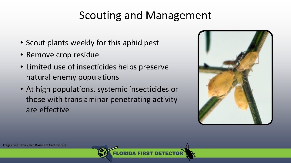 Scouting and Management • Scout plants weekly for this aphid pest • Remove crop Scouting and Management • Scout plants weekly for this aphid pest • Remove crop