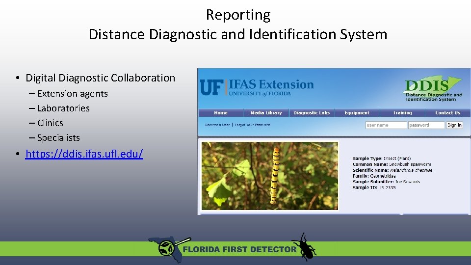 Reporting Distance Diagnostic and Identification System • Digital Diagnostic Collaboration – Extension agents – Reporting Distance Diagnostic and Identification System • Digital Diagnostic Collaboration – Extension agents –