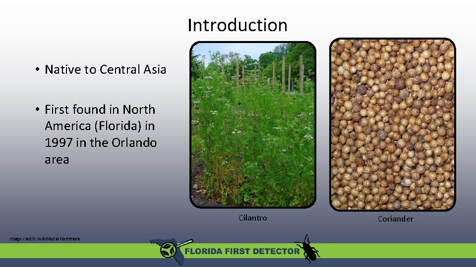 Introduction • Native to Central Asia • First found in North America (Florida) in Introduction • Native to Central Asia • First found in North America (Florida) in