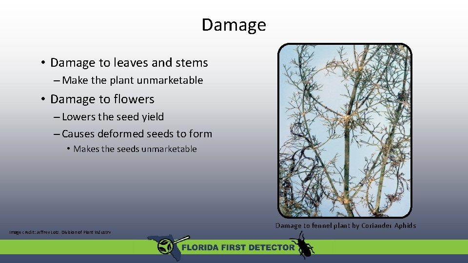 Damage • Damage to leaves and stems – Make the plant unmarketable • Damage Damage • Damage to leaves and stems – Make the plant unmarketable • Damage