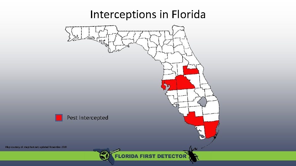 Interceptions in Florida Pest Intercepted Map courtesy of: mapchart. net, updated November 2020 Interceptions in Florida Pest Intercepted Map courtesy of: mapchart. net, updated November 2020