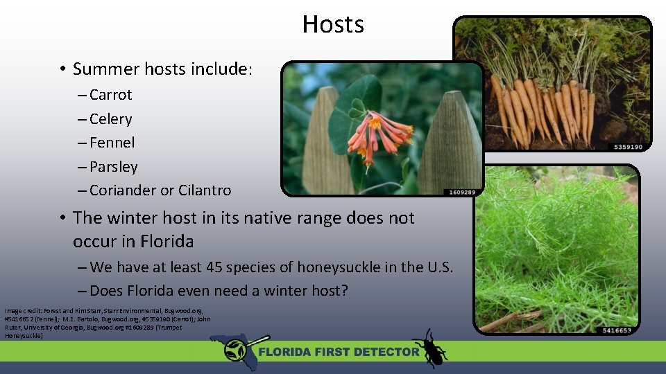Hosts • Summer hosts include: – Carrot – Celery – Fennel – Parsley – Hosts • Summer hosts include: – Carrot – Celery – Fennel – Parsley –