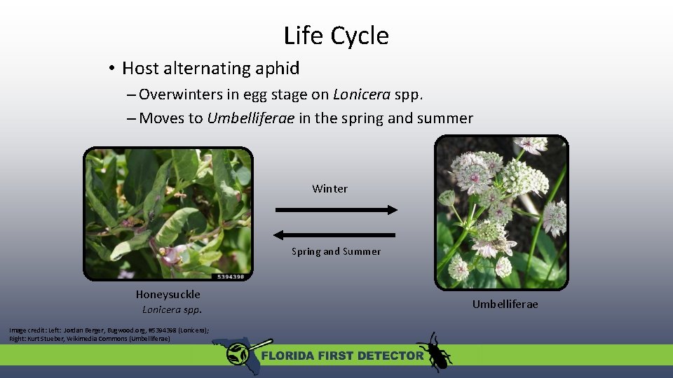 Life Cycle • Host alternating aphid – Overwinters in egg stage on Lonicera spp. Life Cycle • Host alternating aphid – Overwinters in egg stage on Lonicera spp.