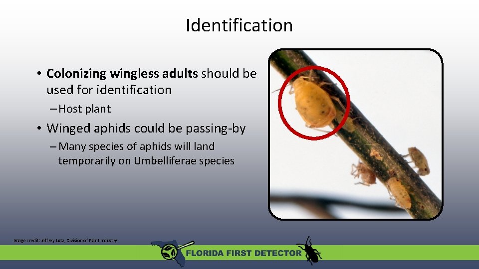 Identification • Colonizing wingless adults should be used for identification – Host plant • Identification • Colonizing wingless adults should be used for identification – Host plant •