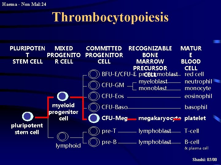 Haema - Non Mal: 24 Thrombocytopoiesis PLURIPOTEN MIXED COMMITTED RECOGNIZABLE MATUR T PROGENITOR BONE