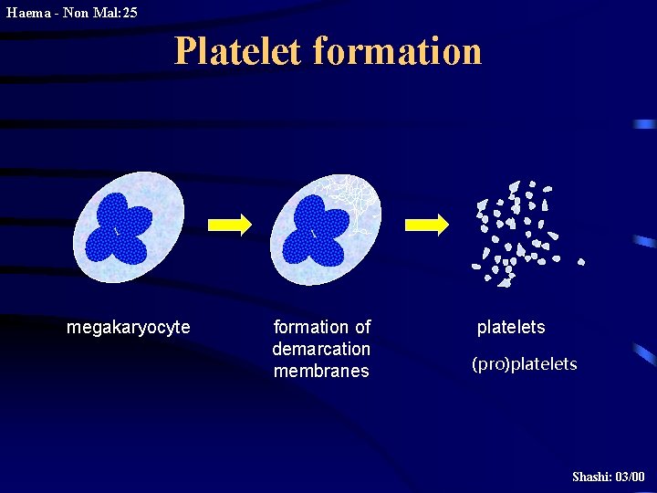 Haema - Non Mal: 25 Platelet formation megakaryocyte formation of demarcation membranes platelets (pro)platelets
