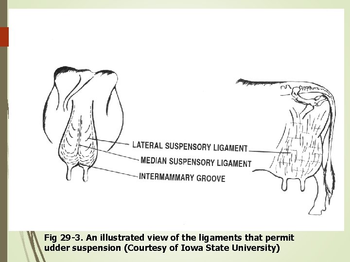 Fig 29 -3. An illustrated view of the ligaments that permit udder suspension (Courtesy