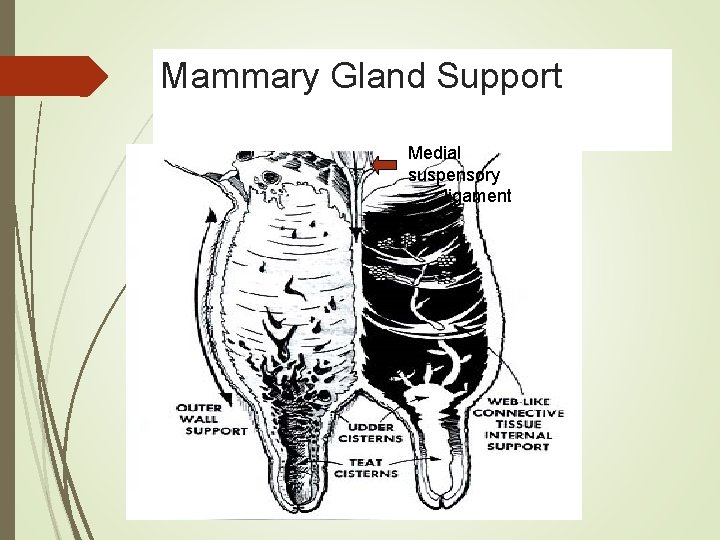 Mammary Gland Support Medial suspensory ligament 