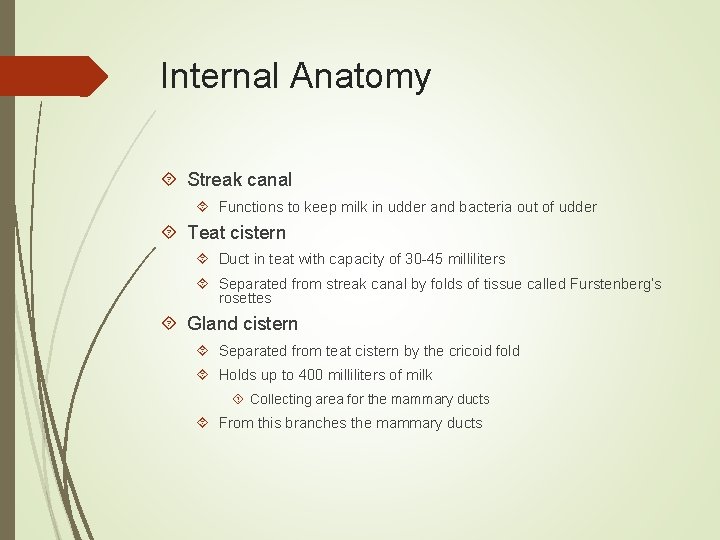 Internal Anatomy Streak canal Functions to keep milk in udder and bacteria out of
