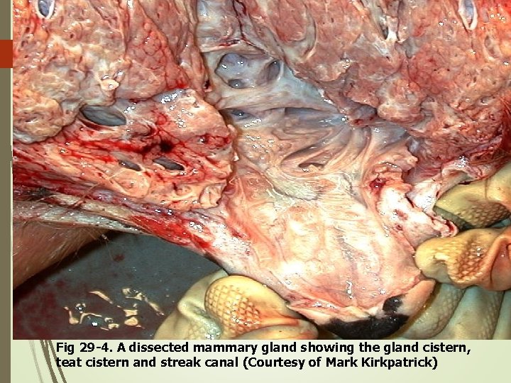 Fig 29 -4. A dissected mammary gland showing the gland cistern, teat cistern and