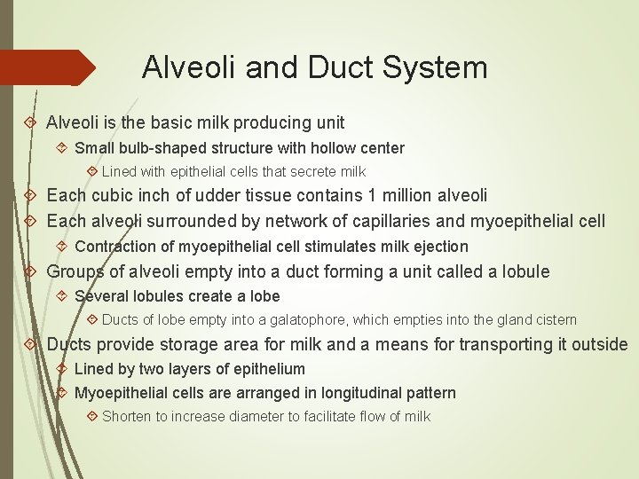 Alveoli and Duct System Alveoli is the basic milk producing unit Small bulb-shaped structure