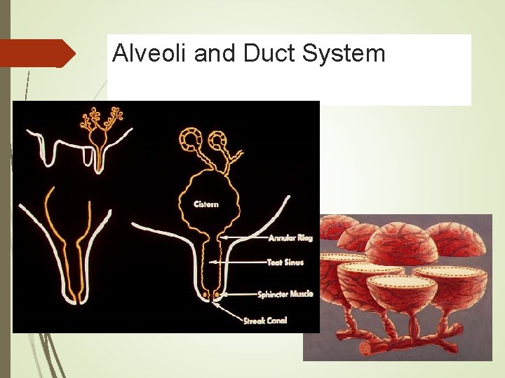 Alveoli and Duct System 