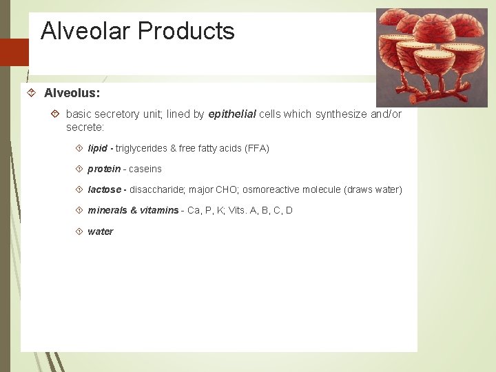 Alveolar Products Alveolus: basic secretory unit; lined by epithelial cells which synthesize and/or secrete:
