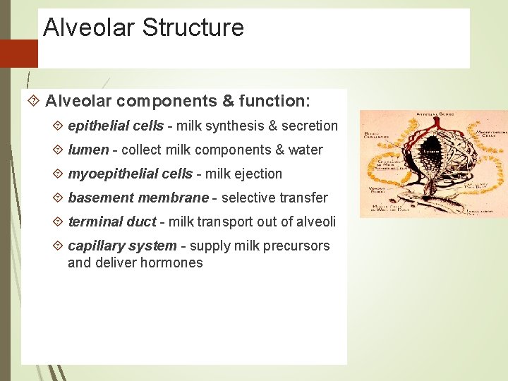 Alveolar Structure Alveolar components & function: epithelial cells - milk synthesis & secretion lumen
