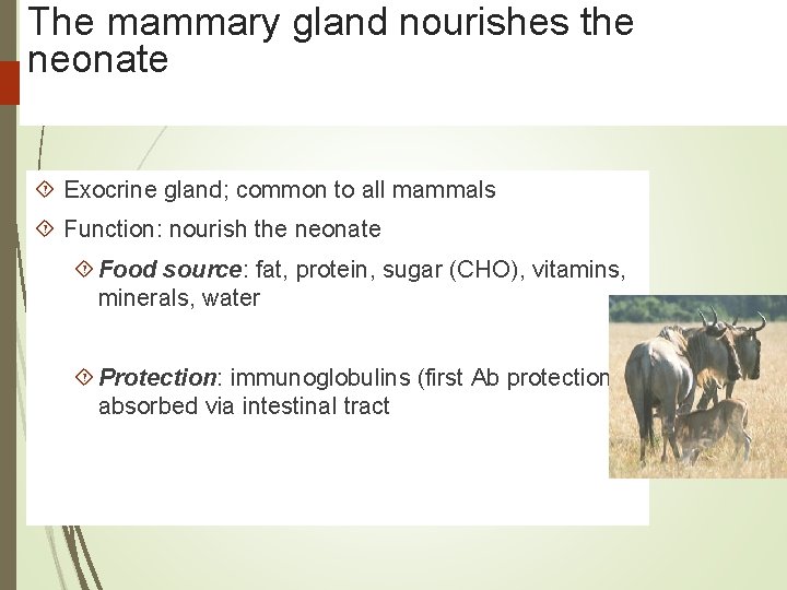 The mammary gland nourishes the neonate Exocrine gland; common to all mammals Function: nourish