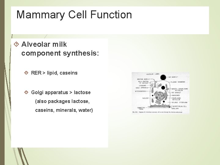 Mammary Cell Function Alveolar milk component synthesis: RER > lipid, caseins Golgi apparatus >