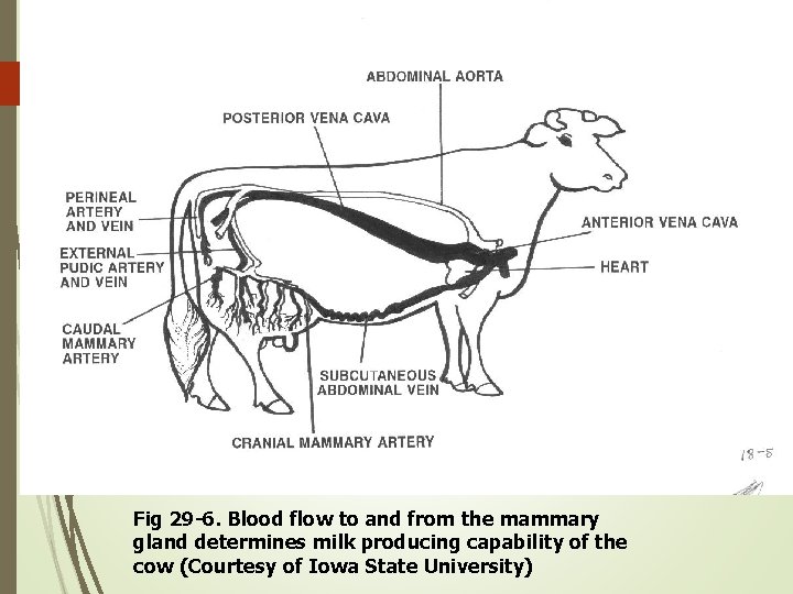 Fig 29 -6. Blood flow to and from the mammary gland determines milk producing